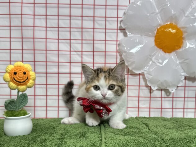 山形県のマンチカン (アミーゴ酒田店/2026年3月1日生まれ/女の子/キャリコ)の子猫の2枚目の画像