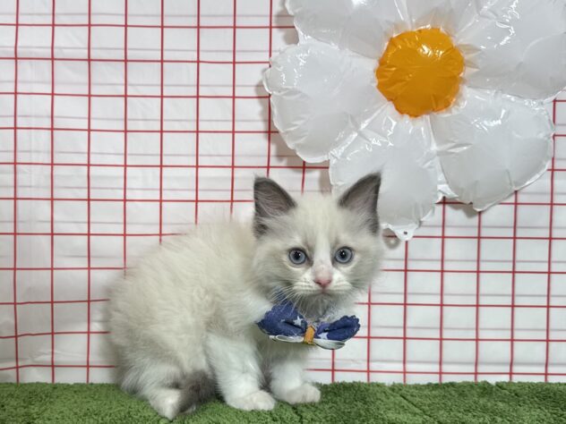 山形県のラグドール (アミーゴ酒田店/2026年3月21日生まれ/男の子/シールポイントバイカラー)の子猫の2枚目の画像