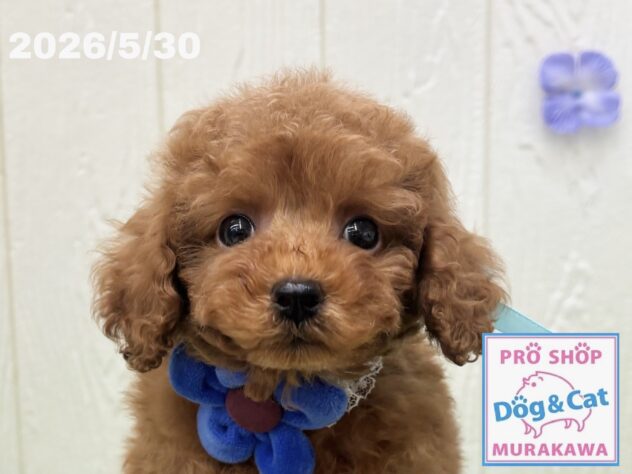 広島県のトイプードル(トイ) (アミーゴ大町店/2026年4月2日生まれ/男の子/レッドフォーン)の子犬の1枚目の画像