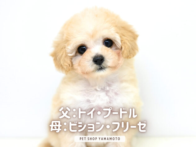 岡山県のハーフ犬・ミックス犬 (アミーゴ中庄店/2026年1月4日生まれ/女の子/クリーム)の子犬の3枚目の画像