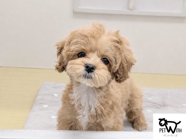 福島県のハーフ犬・ミックス犬 (アミーゴ会津若松店/2026年2月8日生まれ/男の子/アプリコット)の子犬