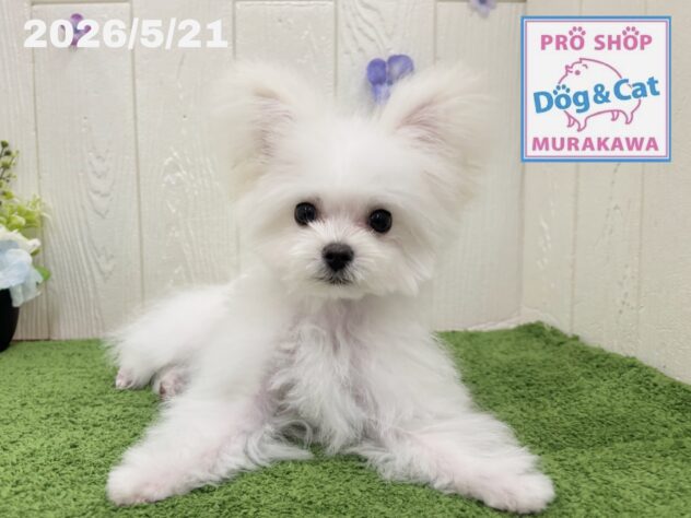広島県のハーフ犬・ミックス犬 (アミーゴ大町店/2026年1月15日生まれ/男の子/クリーム)の子犬の1枚目の画像
