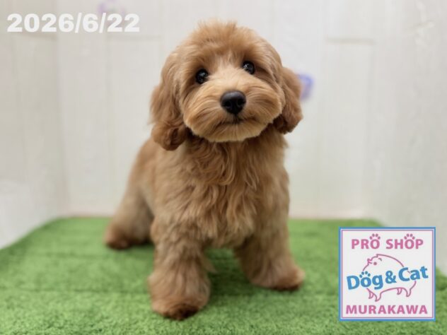 広島県のハーフ犬・ミックス犬 (アミーゴ大町店/2026年2月16日生まれ/女の子/アプリコット)の子犬の1枚目の画像
