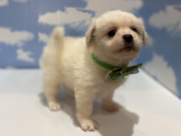 山形県のハーフ犬・ミックス犬 (アミーゴ山形南店/2026年3月31日生まれ/男の子/ホワイト)の子犬の2枚目の画像