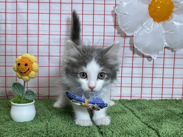 山形県のサイベリアン (アミーゴ酒田店/2026年3月18日生まれ/男の子/ブルータビーホワイト)の子猫の2枚目の画像