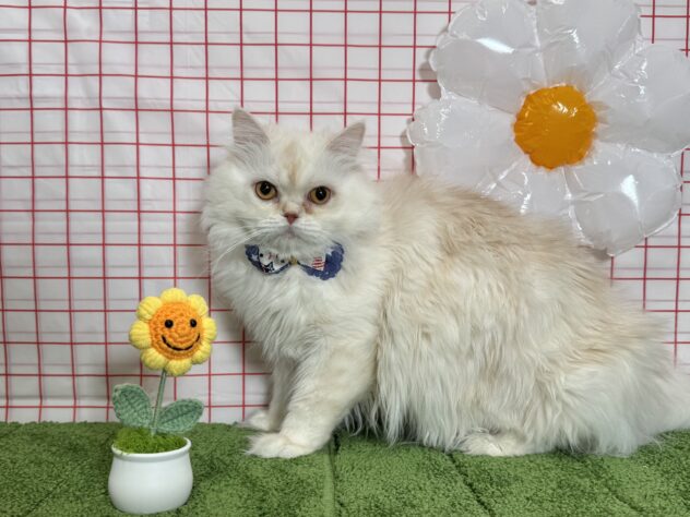 山形県のミヌエット (アミーゴ酒田店/2025年7月28日生まれ/男の子/カメオ)の子猫の2枚目の画像