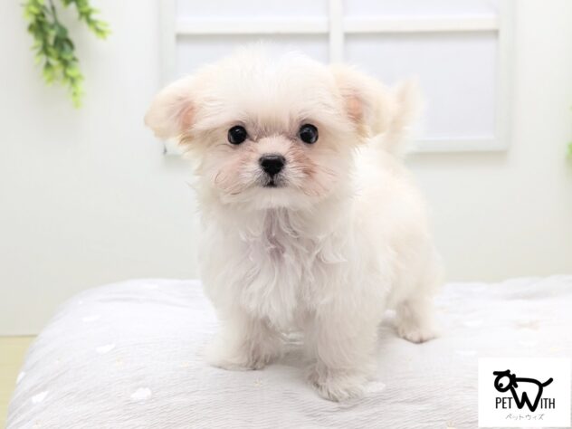 福島県のハーフ犬・ミックス犬 (アミーゴ会津若松店/2026年3月8日生まれ/女の子/06 ホワイト系)の子犬の1枚目の画像