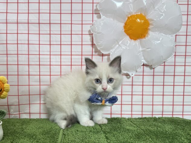 山形県のラグドール (アミーゴ酒田店/2026年3月21日生まれ/男の子/シールポイントバイカラー)の子猫の1枚目の画像