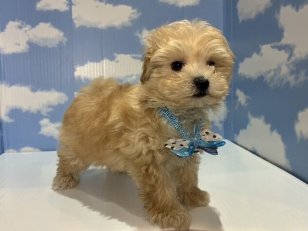 山形県のハーフ犬・ミックス犬 (アミーゴ山形南店/2026年3月4日生まれ/男の子/クリーム)の子犬の2枚目の画像