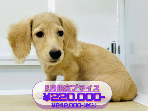 岡山県のミニチュアダックスフンド(ロング) (アミーゴ水島店/2026年3月2日生まれ/男の子/イエロー)の子犬の1枚目の画像