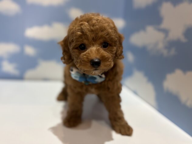 山形県のトイプードル(トイ) (アミーゴ山形南店/2026年3月2日生まれ/男の子/レッドフォーン)の子犬の1枚目の画像