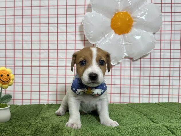 山形県のジャックラッセルテリア (アミーゴ酒田店/2026年3月10日生まれ/男の子/タンホワイト)の子犬の1枚目の画像