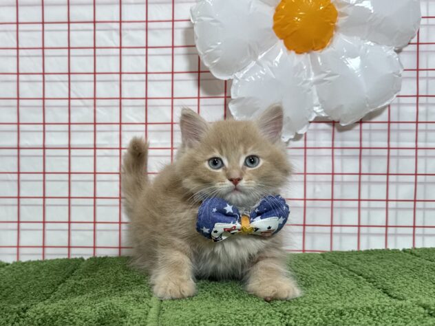 山形県のサイベリアン (アミーゴ酒田店/2026年3月6日生まれ/男の子/クリームタビーホワイト)の子猫の1枚目の画像