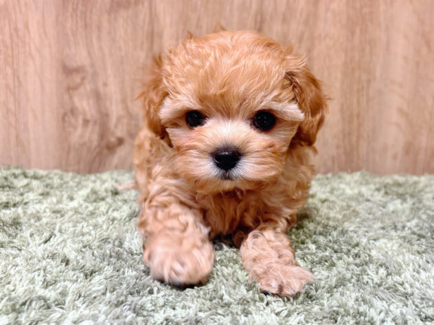 広島県のハーフ犬・ミックス犬 (アミーゴ広島商工センター店/2026年3月25日生まれ/女の子/クリーム)の子犬の2枚目の画像
