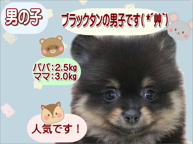 大阪府のポメラニアン (アミーゴ鳳店/2026年3月22日生まれ/男の子/ブラックタン)の子犬の1枚目の画像
