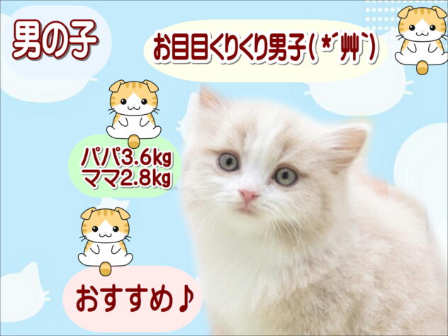 大阪府のスコティッシュフォールド (アミーゴ鳳店/2026年3月4日生まれ/男の子/クリームタビーホワイト)の子猫の1枚目の画像