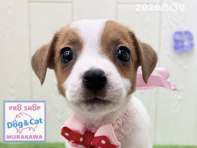 広島県のジャックラッセルテリア (アミーゴ大町店/2026年4月1日生まれ/女の子/ホワイトタン)の子犬