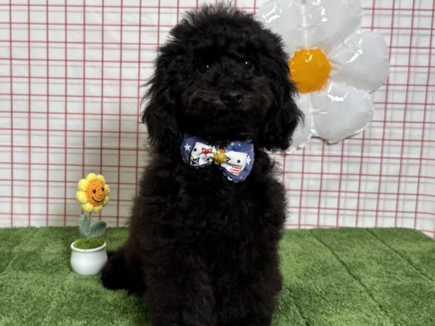 山形県のトイプードル(トイ) (アミーゴ酒田店/2025年12月16日生まれ/男の子/ブラック)の子犬