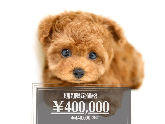 岡山県のトイプードル(トイ) (アミーゴ大安寺店/2026年2月8日生まれ/女の子/レッドフォーン)の子犬の1枚目の画像