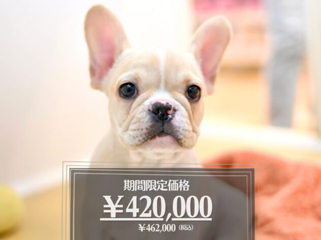 岡山県のフレンチブルドッグ (アミーゴ大安寺店/2026年1月17日生まれ/女の子/クリーム)の子犬の1枚目の画像