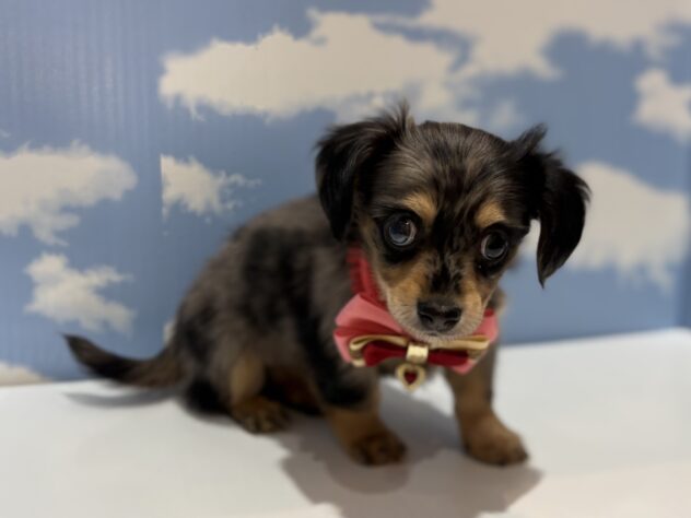 山形県のハーフ犬・ミックス犬 (アミーゴ山形南店/2026年3月27日生まれ/男の子/シルバーダップル)の子犬の2枚目の画像