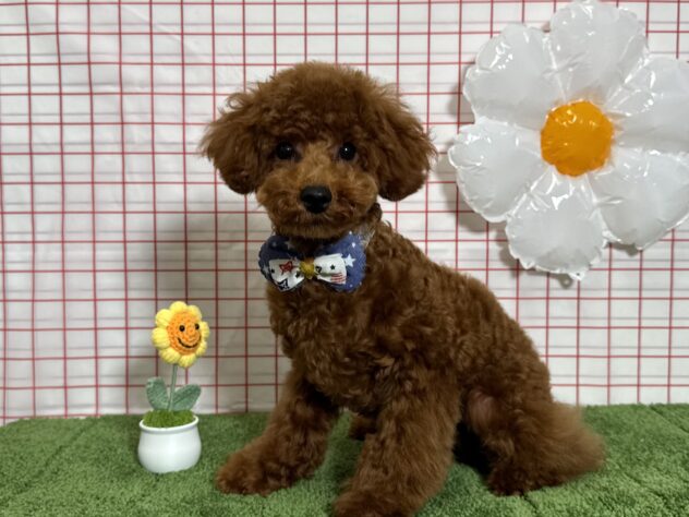 山形県のトイプードル(トイ) (アミーゴ酒田店/2025年12月31日生まれ/男の子/レッドフォーン)の子犬の1枚目の画像