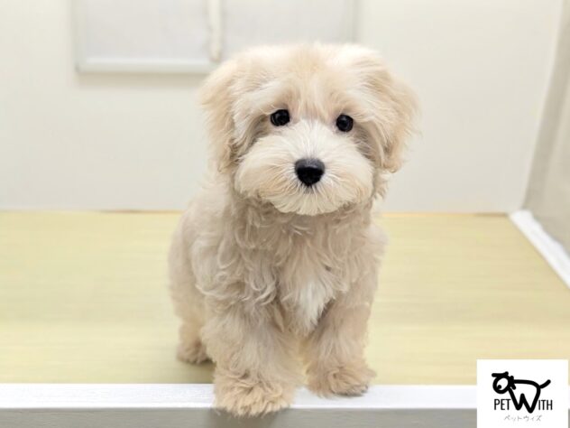 福島県のハーフ犬・ミックス犬 (アミーゴ会津若松店/2026年1月14日生まれ/男の子/アプリコット)の子犬