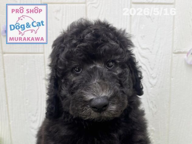 広島県のスタンダードプードル (アミーゴ大町店/2026年3月16日生まれ/男の子/グレー)の子犬