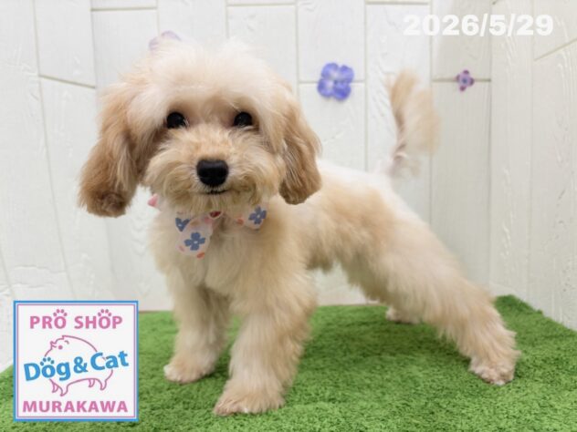 広島県のトイプードル(トイ) (アミーゴ大町店/2026年1月11日生まれ/女の子/オレンジフォーン)の子犬の1枚目の画像