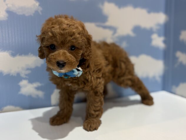 山形県のトイプードル(トイ) (アミーゴ山形南店/2026年3月2日生まれ/男の子/レッドフォーン)の子犬の3枚目の画像