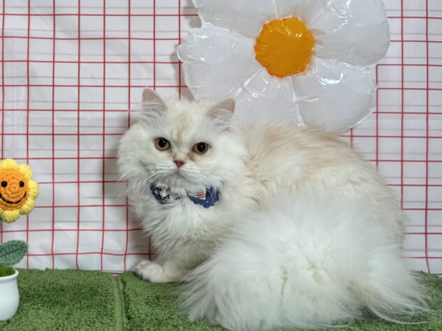 山形県のミヌエット (アミーゴ酒田店/2025年7月28日生まれ/男の子/カメオ)の子猫の1枚目の画像