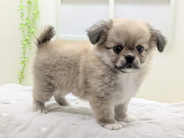 福島県のハーフ犬・ミックス犬 (アミーゴ会津若松店/2026年3月14日生まれ/男の子/フォーンホワイト)の子犬の2枚目の画像
