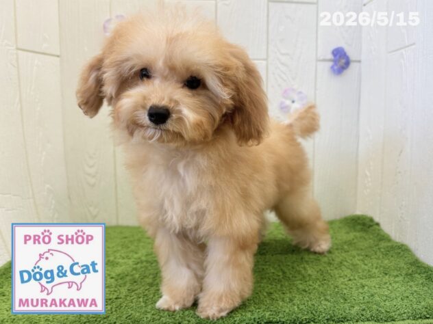 広島県のトイプードル(トイ) (アミーゴ大町店/2026年1月11日生まれ/女の子/オレンジフォーン)の子犬