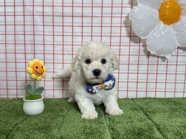 山形県のビションフリーゼ (アミーゴ酒田店/2026年3月24日生まれ/男の子/ホワイト)の子犬