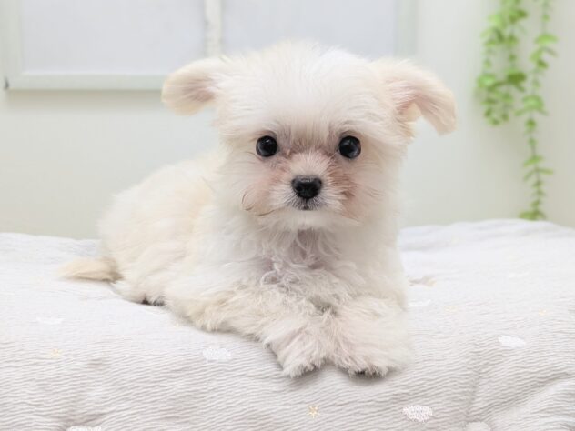 福島県のハーフ犬・ミックス犬 (アミーゴ会津若松店/2026年3月8日生まれ/女の子/06 ホワイト系)の子犬の3枚目の画像