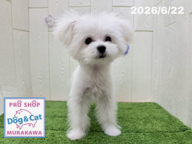 広島県のハーフ犬・ミックス犬 (アミーゴ大町店/2026年1月15日生まれ/男の子/クリーム)の子犬の1枚目の画像