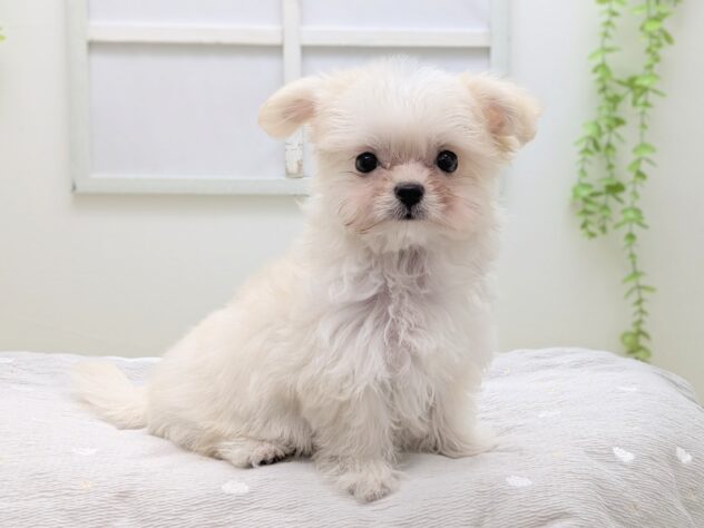 福島県のハーフ犬・ミックス犬 (アミーゴ会津若松店/2026年3月8日生まれ/女の子/06 ホワイト系)の子犬の2枚目の画像