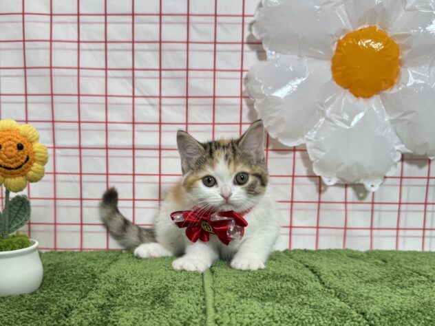 山形県のマンチカン (アミーゴ酒田店/2026年3月1日生まれ/女の子/キャリコ)の子猫の1枚目の画像