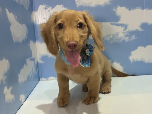 山形県のミニチュアダックスフンドの子犬を価格や特徴で探す|ペット