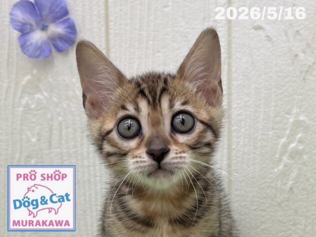 広島県のベンガル (アミーゴ大町店/2026年3月15日生まれ/女の子/ブラウンスポットタビー)の子猫