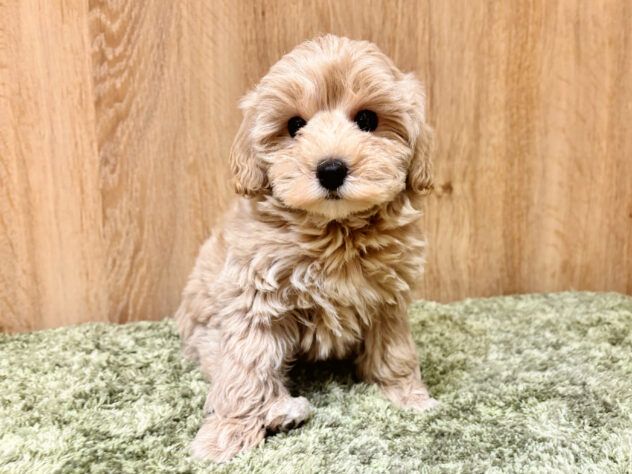 広島県のハーフ犬・ミックス犬 (アミーゴ広島商工センター店/2026年3月15日生まれ/女の子/フォーン)の子犬の1枚目の画像
