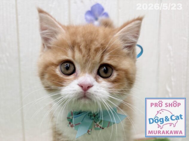 広島県のハーフ猫・ミックス猫 (アミーゴ大町店/2026年3月19日生まれ/男の子/レッドタビーホワイト)の子猫の1枚目の画像