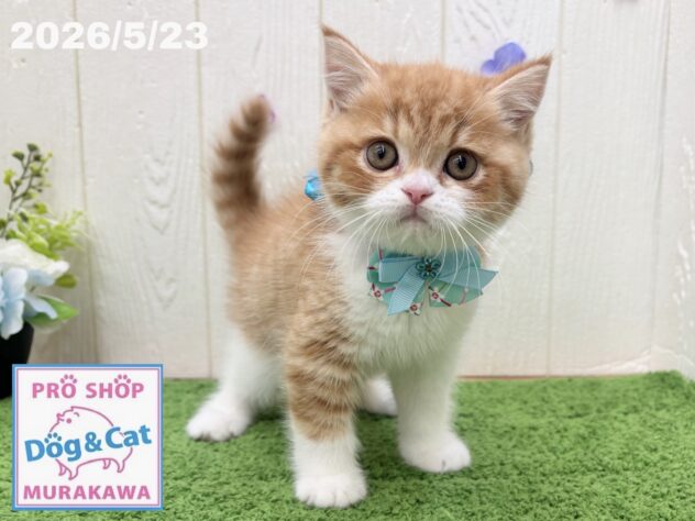 広島県のハーフ猫・ミックス猫 (アミーゴ大町店/2026年3月19日生まれ/男の子/レッドタビーホワイト)の子猫の2枚目の画像