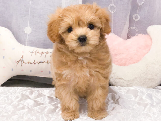 愛知県のハーフ犬・ミックス犬 (アミーゴ知立店/2026年3月14日生まれ/女の子/アプリコット)の子犬