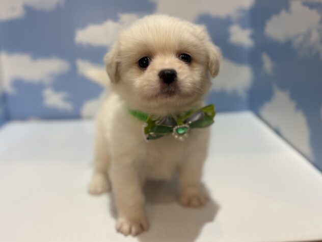 山形県のハーフ犬・ミックス犬 (アミーゴ山形南店/2026年3月31日生まれ/男の子/ホワイト)の子犬の1枚目の画像