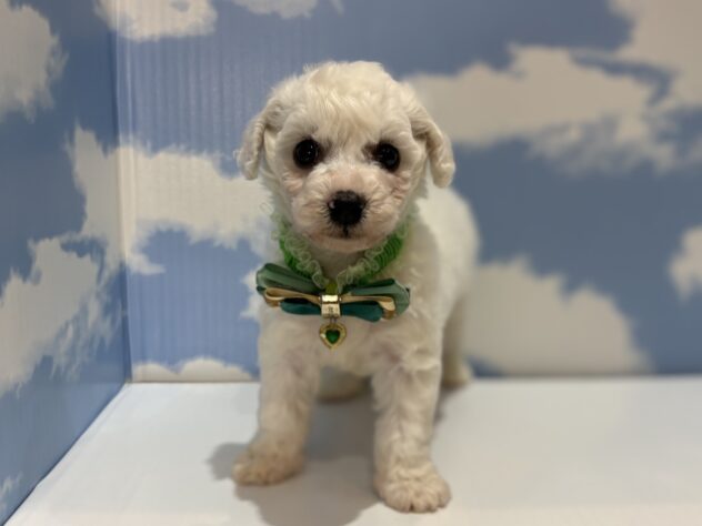 山形県のビションフリーゼ (アミーゴ山形南店/2026年3月28日生まれ/男の子/ホワイト)の子犬