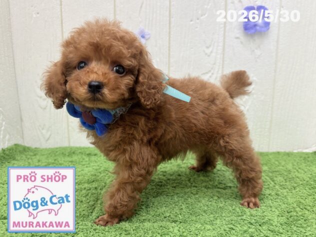 広島県のトイプードル(トイ) (アミーゴ大町店/2026年4月2日生まれ/男の子/レッドフォーン)の子犬の2枚目の画像