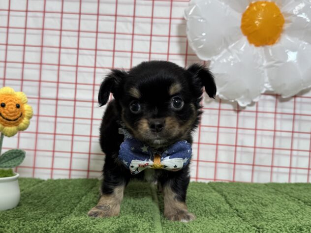 山形県のチワワ(ロング) (アミーゴ酒田店/2026年3月8日生まれ/男の子/ブラックタンホワイト)の子犬