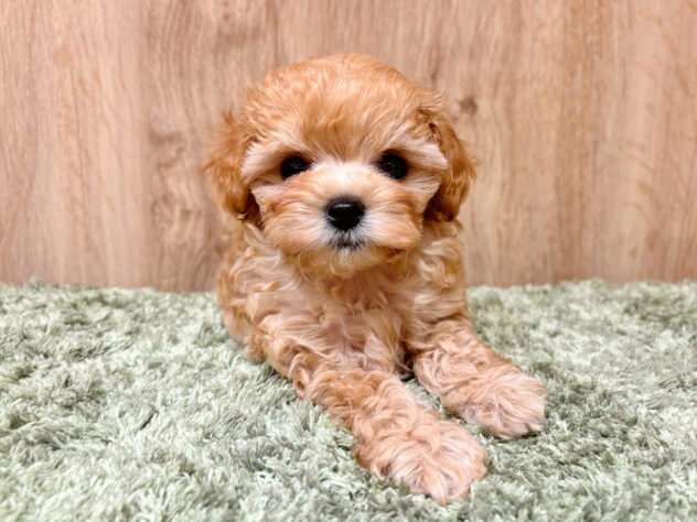 広島県のハーフ犬・ミックス犬 (アミーゴ広島商工センター店/2026年3月25日生まれ/女の子/クリーム)の子犬の3枚目の画像