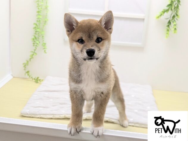 福島県の柴犬(標準サイズ) (アミーゴ会津若松店/2026年2月14日生まれ/男の子/赤)の子犬の1枚目の画像